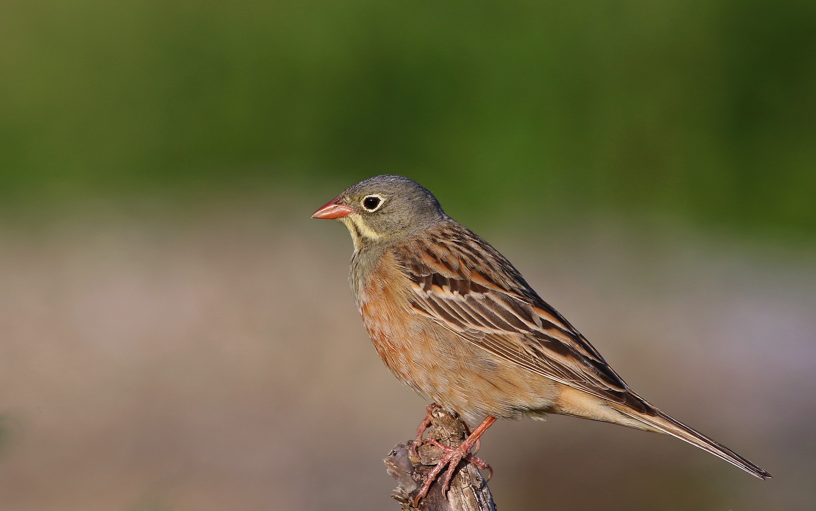 Ortolan Bunting